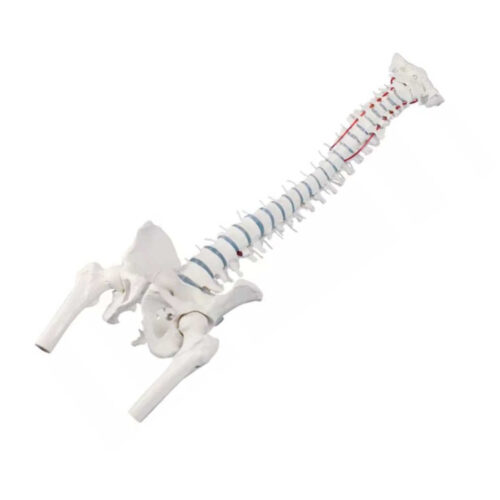 Columna vertebral estándar con muñones femorales y pelvis marca erler zimmer
