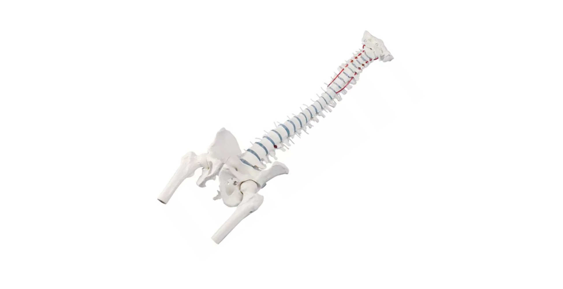 Columna vertebral estándar con muñones femorales y pelvis marca erler zimmer