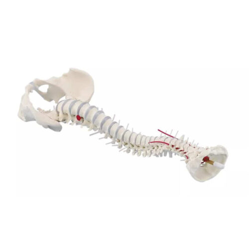 Columna vertebral estándar con prolapso y pelvis marca erler zimmer