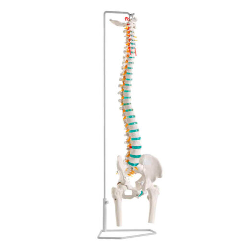 Columna vertebral flexible con cabezas femorales marca erler zimmer