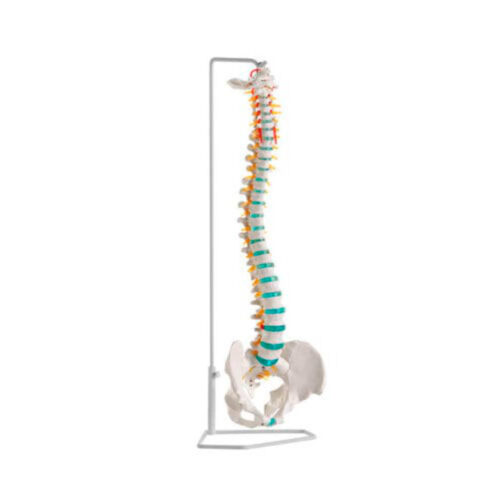 Columna vertebral flexible marca erler zimmer