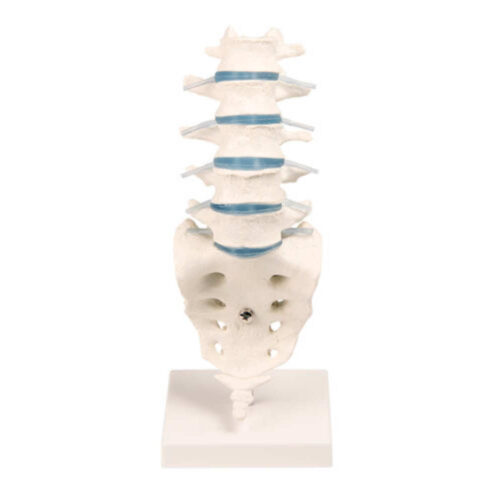 Columna vertebral lumbar con soporte marca erler zimmer