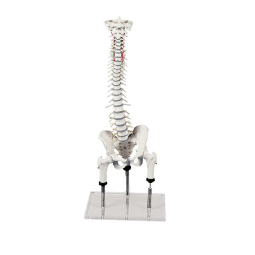 Columna vertebral para demostración de malposiciones marca erler zimmer