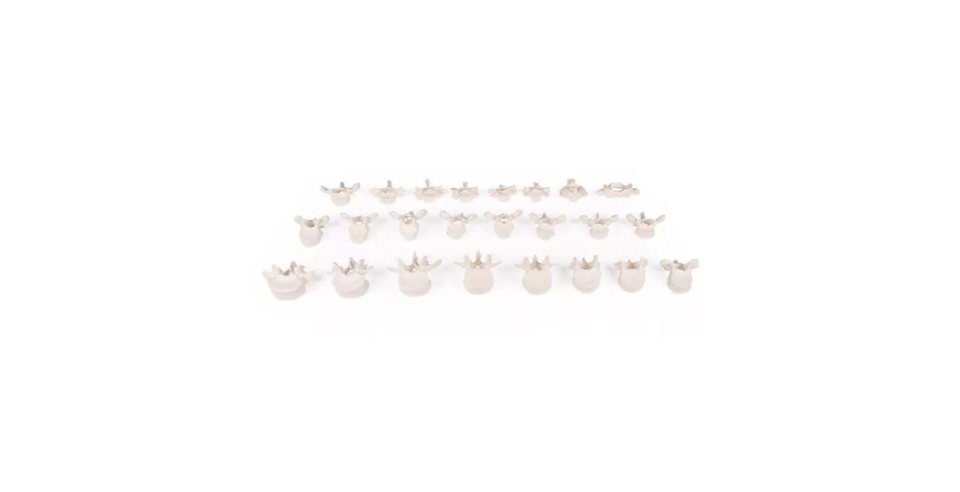 Columna vertebral suelta sobre goma marca erler zimmer