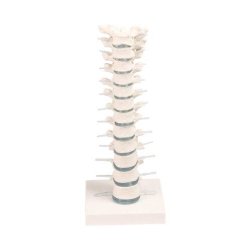 Columna vertebral torácica con soporte marca erler zimmer