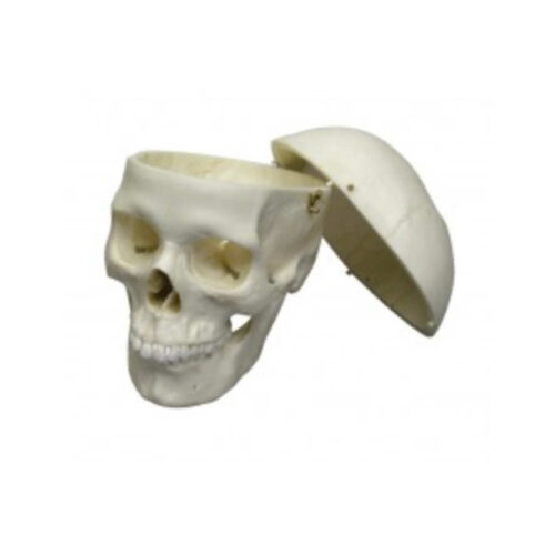 Cráneo adulto femenino uno marca erler zimmer