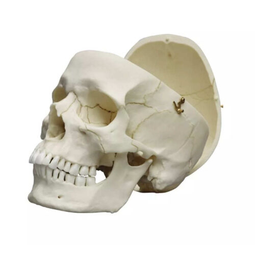 Cráneo adulto masculino uno marca erler zimmer
