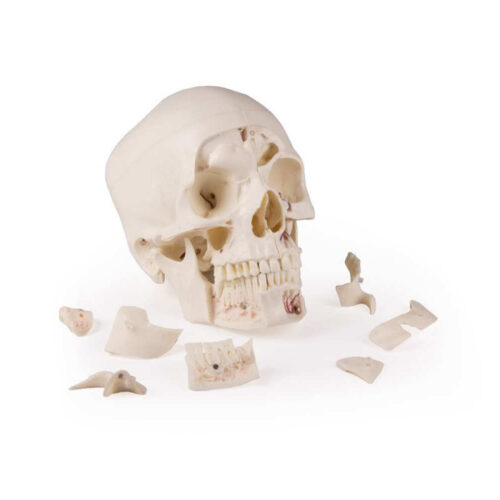 Cráneo de demostración de lujo en 14 partes uno marca erler zimmer