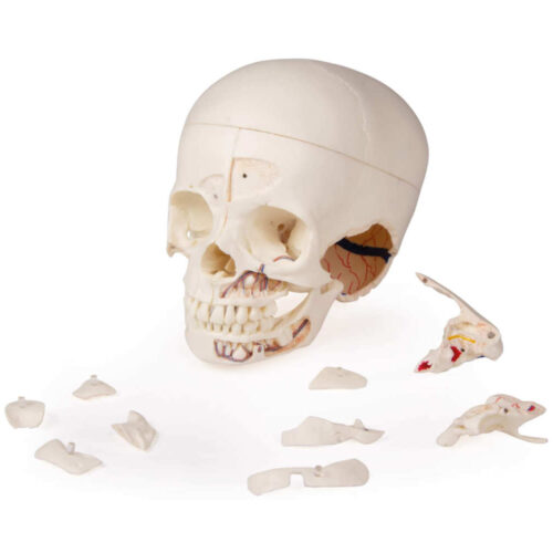 Cráneo infantil de demostración de lujo en 14 piezas marca erler zimmer