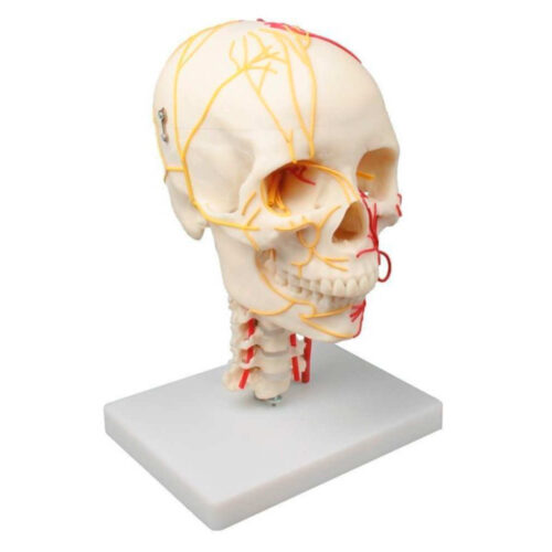 Cráneo neurovascular con vértebras cervicales marca erler zimmer