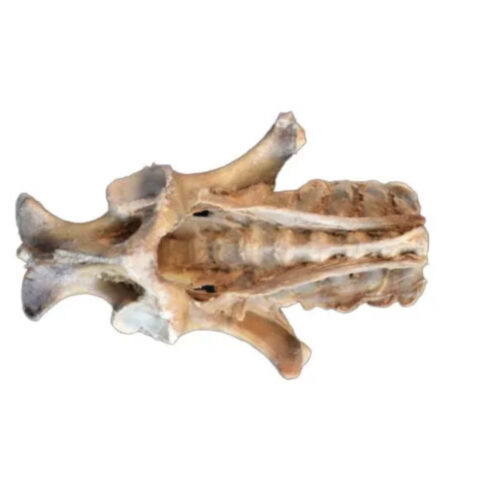 Diseccion de pelvis de caballo uno marca erler zimmer