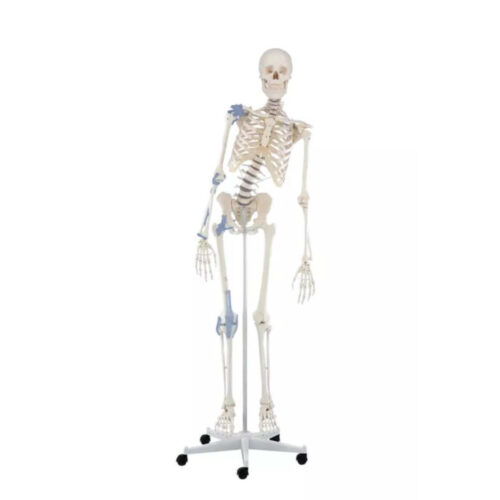 Esqueleto anatómico Toni uno marca erler zimmer