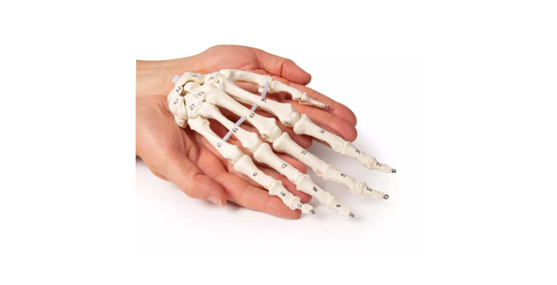 Esqueleto de la mano con numeración de huesos marca erler zimmer