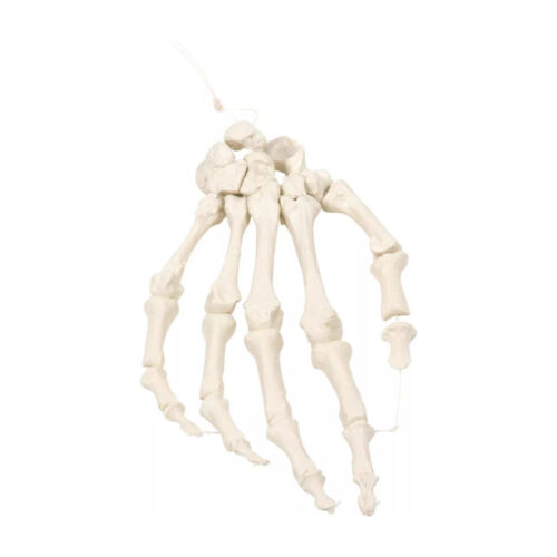 Esqueleto de mano sobre nailon marca erler zimmer