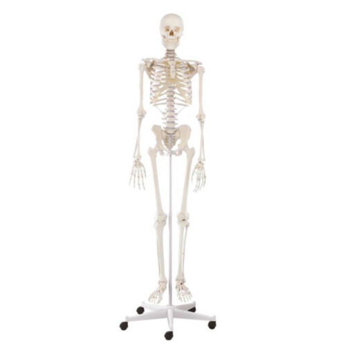 Esqueleto didactico Willi uno marca erler zimmer