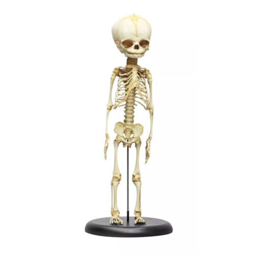 Esqueleto fetal 30 semanas marca erler zimmer