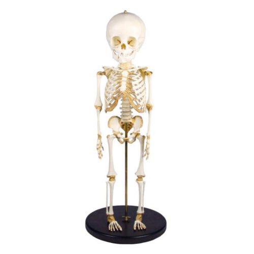 Esqueleto infantil para niños de 14 a 16 meses marca erler zimmer