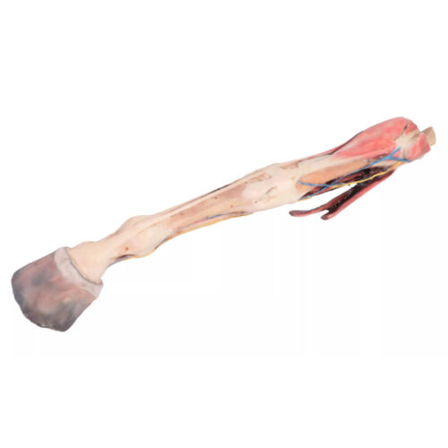 Extremidad anterior del caballo músculos tendones ligamento vasos sanguíneos y nervios marca erler zimmer