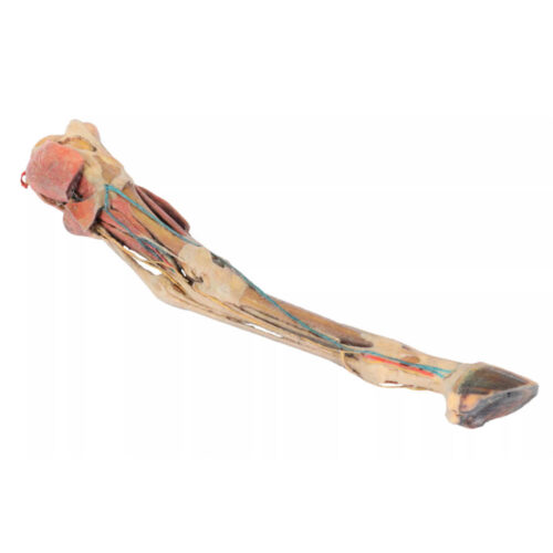 Extremidad posterior de caballo músculos, tendones, ligamentos, vasos sanguíneos y nervios marca erler zimmer