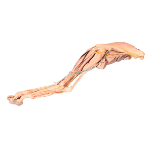 extremidad posterior del perro uno marca erler zimmer