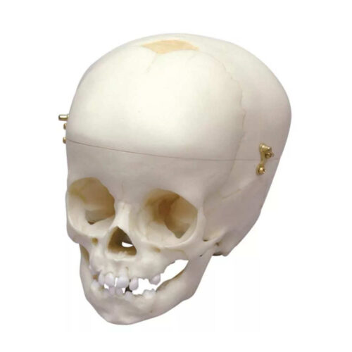 Modelo Anatómico de Cráneo infantil de 1 año