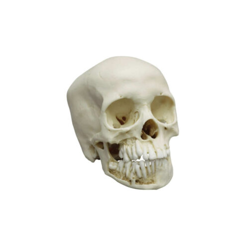 Modelo Anatómico de cráneo infantil de 12 años marca erler zimmer