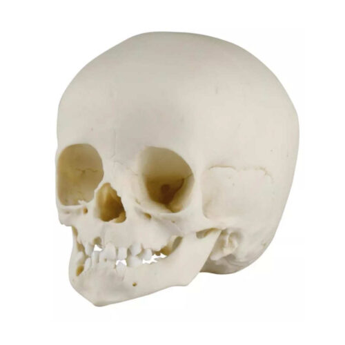 Modelo Anatómico de Cráneo infantil de 14 meses marca erler zimmer