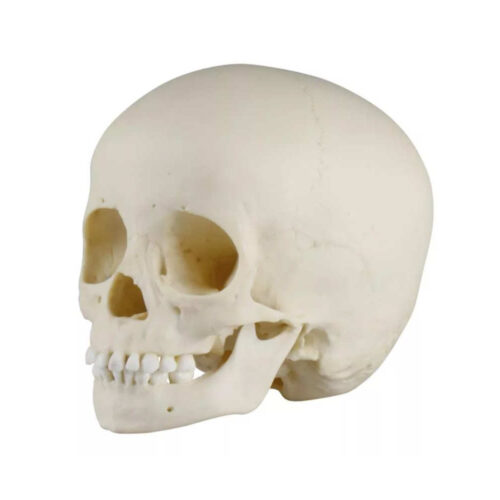 Modelo Anatómico de Cráneo infantil de 3 años marca erler zimmer
