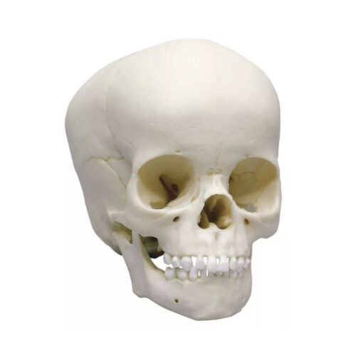 Modelo Anatómico de Cráneo infantil de 4 años marca erler zimmer