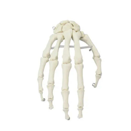 Modelo Anatómico-Esqueleto de mano humana marca erler zimmer