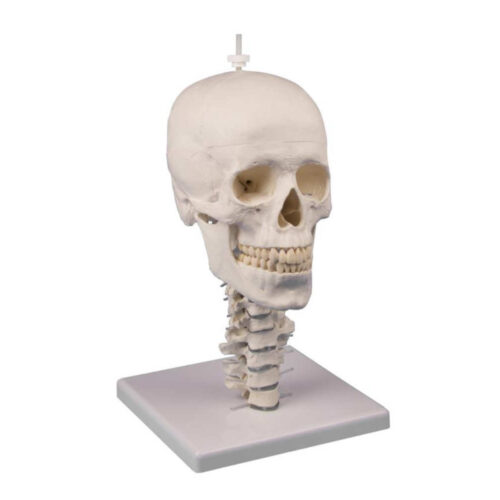 Modelo de cráneo 3 partes con soporte y columna cervical uno marca erler zimmer