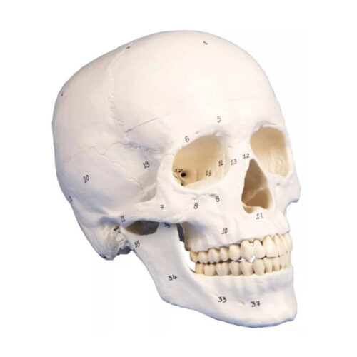 Modelo de cráneo 3 piezas numerado uno marca erler zimmer