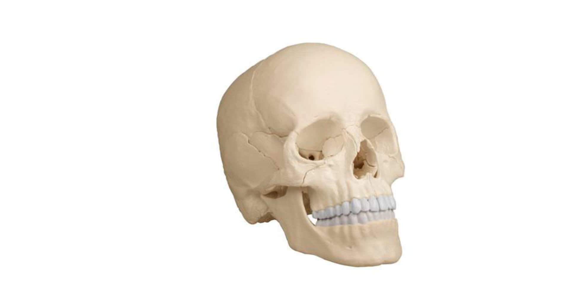 Modelo de cráneo osteopático 22 partes marca erler zimmer