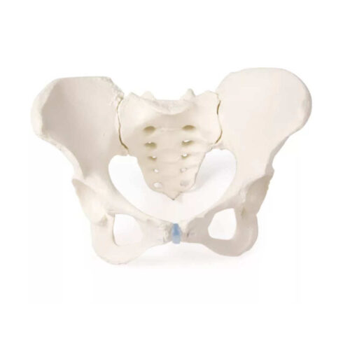 Pelvis con sacro marca erler zimmer