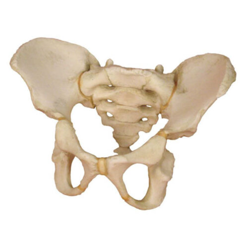 Pelvis de niño de 6 años marca erler zimmer