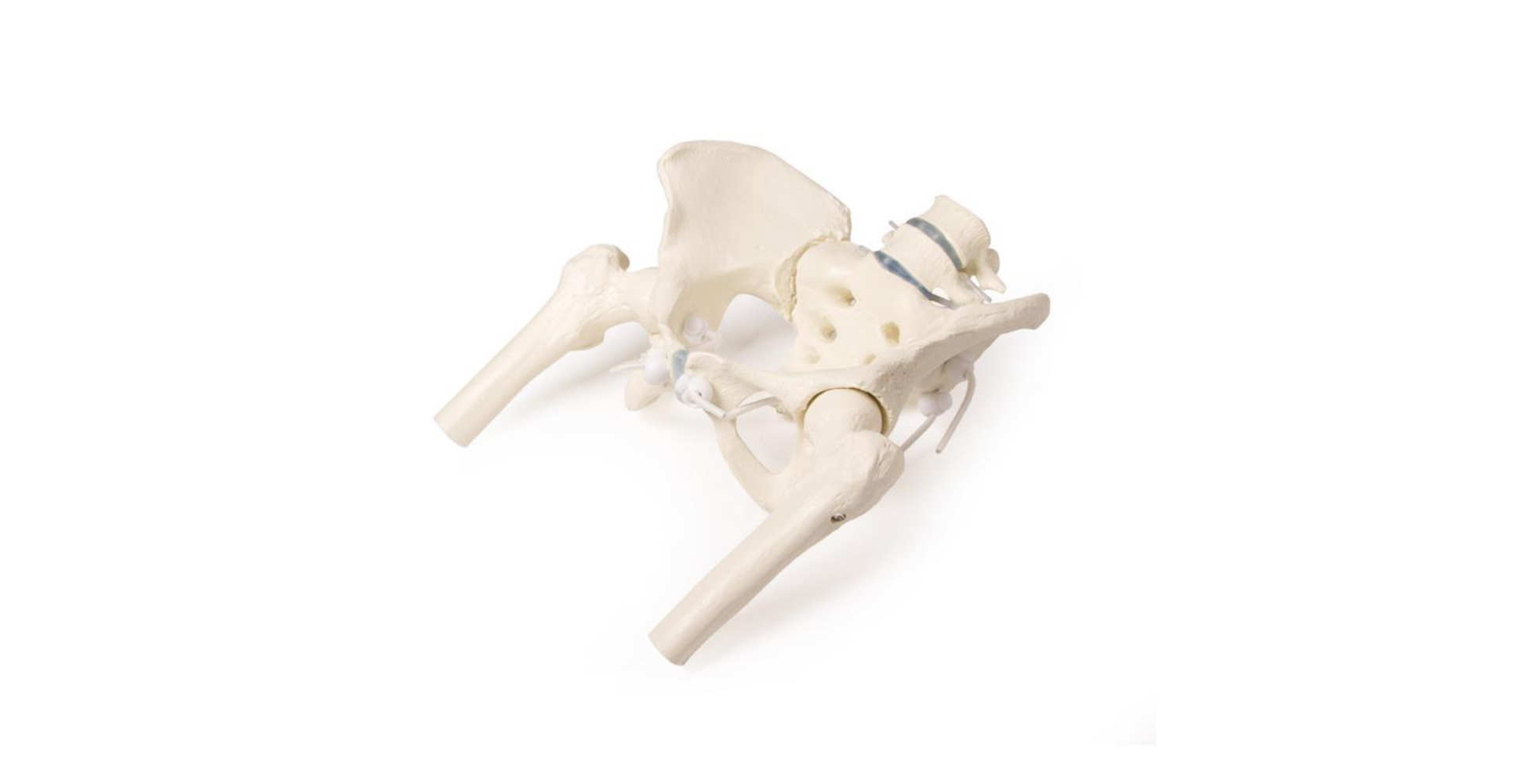 Pelvis femenina con sacro, 2 vértebras lumbares y muñones femorales, flexible dos marca erler zimmer