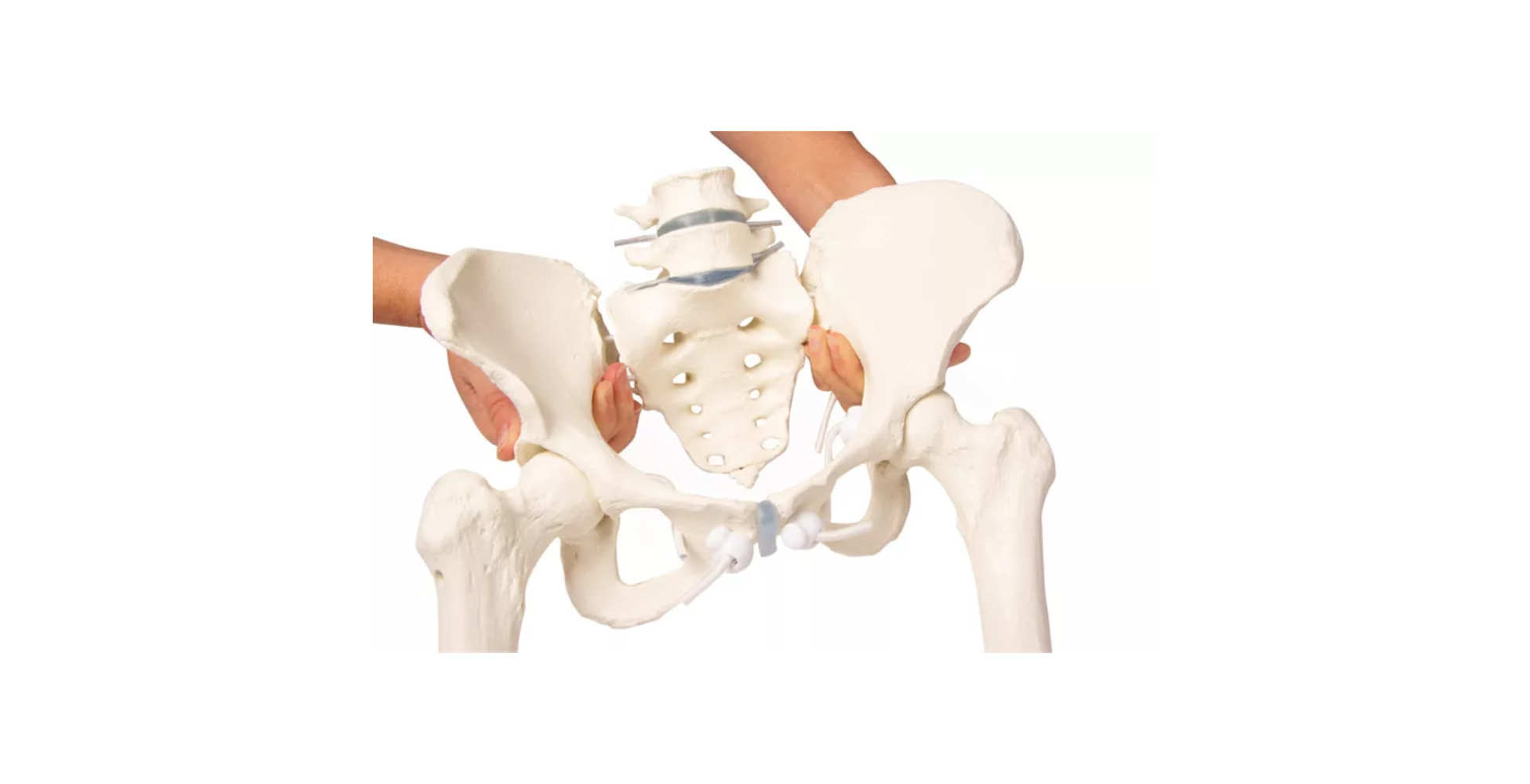 Pelvis femenina con sacro, 2 vértebras lumbares y muñones femorales, flexible uno marca erler zimmer