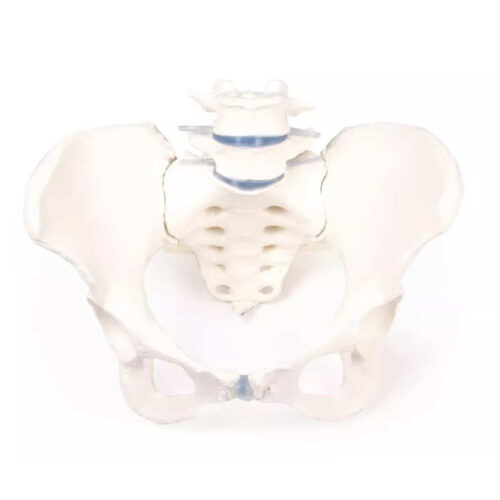 Pelvis femenina con sacro, 2 vértebras lumbares y muñones femorales marca erler zimmer