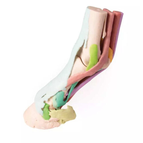 Pie de caballo como modelo – Modelo 1 marca erler zimmer