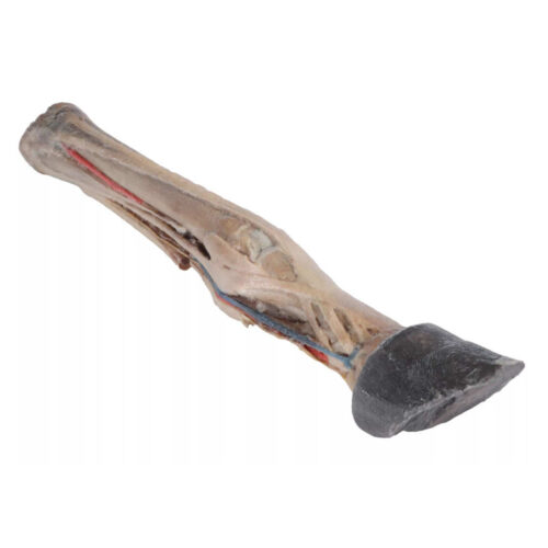 Pie de caballo tendones ligamentos vasos sanguíneos y nervios marca erler zimmer