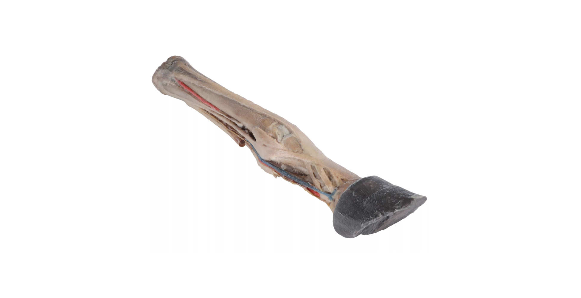 Pie de caballo tendones ligamentos vasos sanguíneos y nervios marca erler zimmer