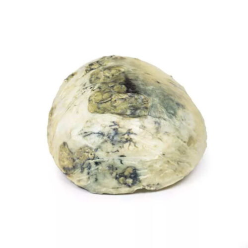 sífilis terciaria uno marca erler zimmer