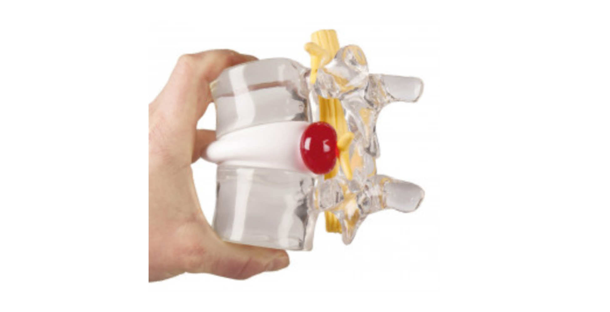 Simulador de hernia discal dos marca erler zimmer