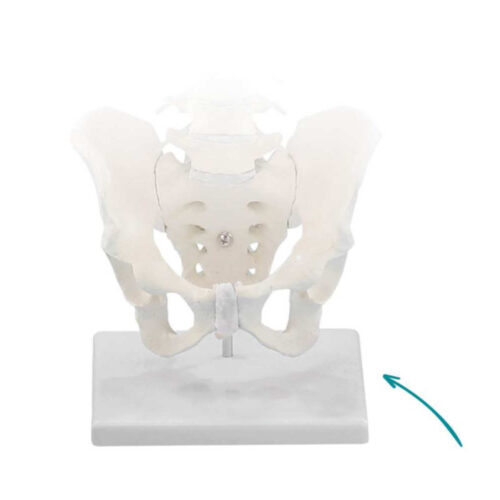 Soporte de mesa para columna vertebral marca erler zimmer
