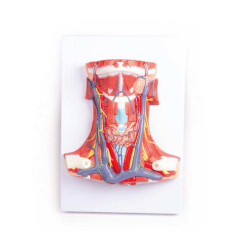 Anatomia del cuello marca erler zimmer