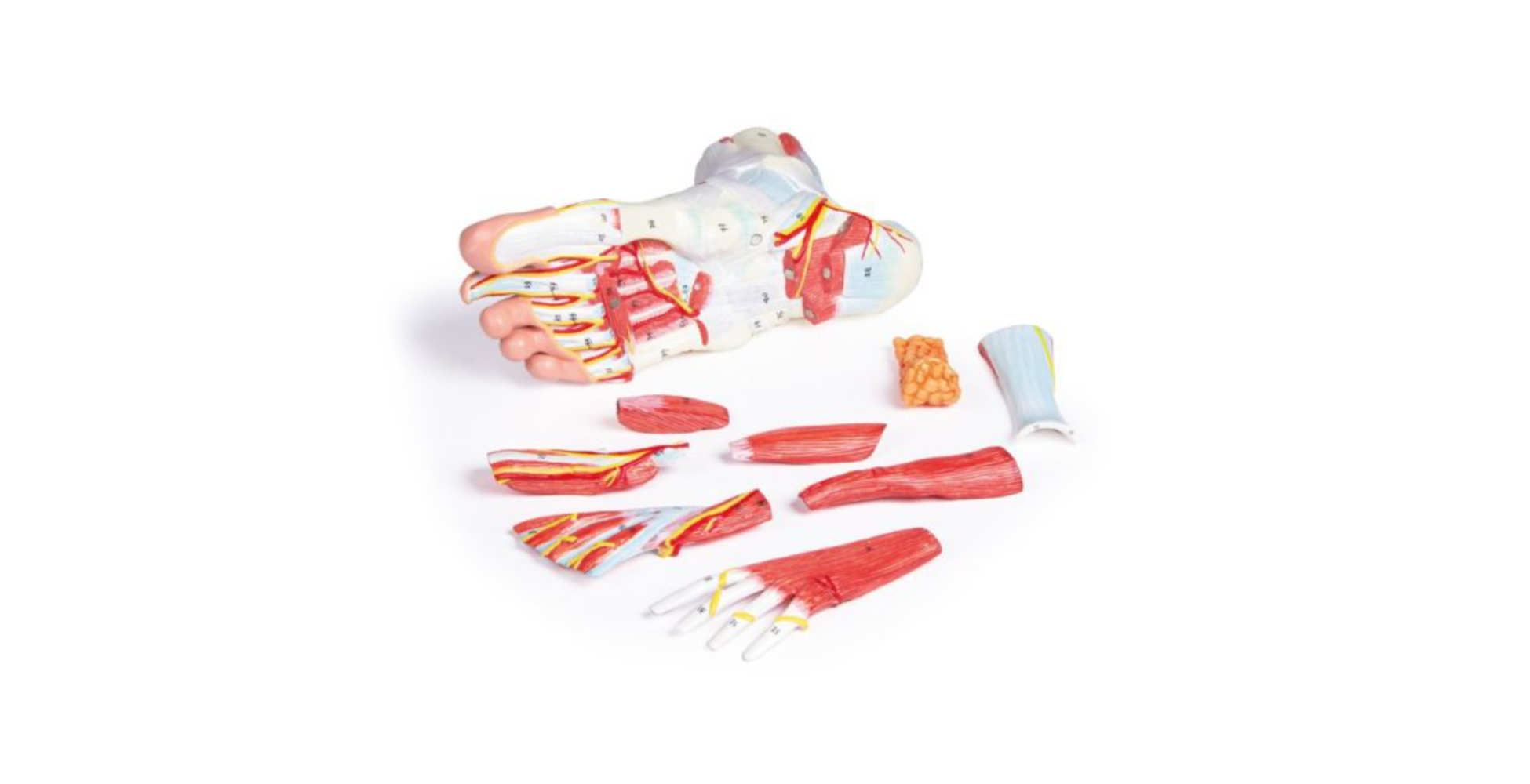 Anatomía del pie, 9 partes - Imagen 2