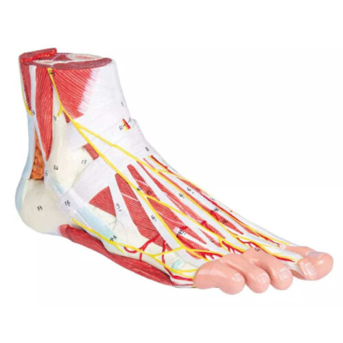 Anatomía del pie, 9 partes marca erler zimmer