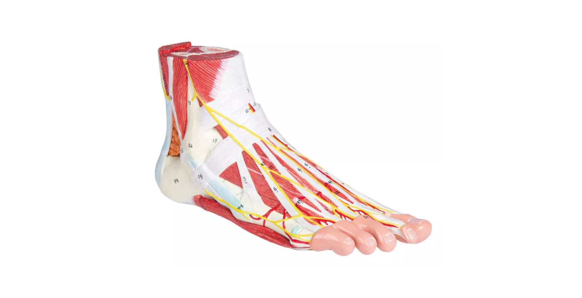 Anatomía del pie, 9 partes marca erler zimmer