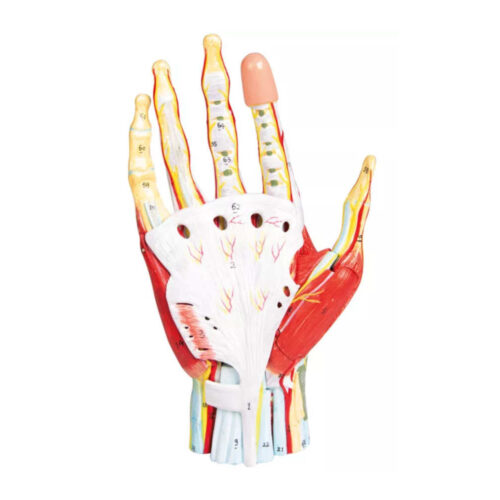 Anatomía regional de la mano en 7 partes marca erler zimmer