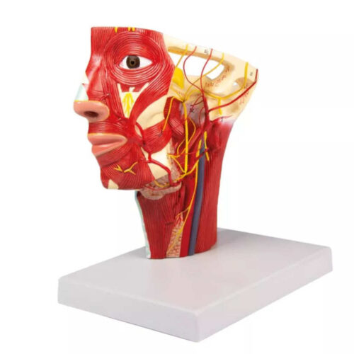 Arterias de la cabeza marca erler zimmer